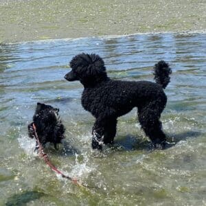 LabradoodleLove-Cobble-Hill-1-250-732-5179-Cedar-and-Puddles-at-the-beach-300x300-1