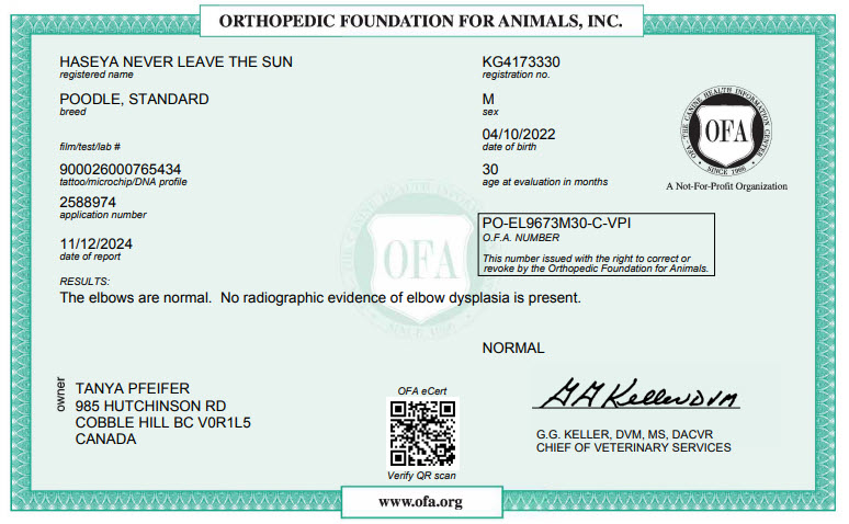 Prancing Poodles Cedar Elbow X-Ray Result 1-250-732-5179