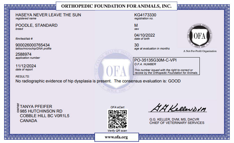 Prancing Poodles Cedar Hip X-Ray Result 1-250-732-5179